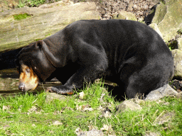 Sun Bear at the Rimba Area of Burgers` Zoo