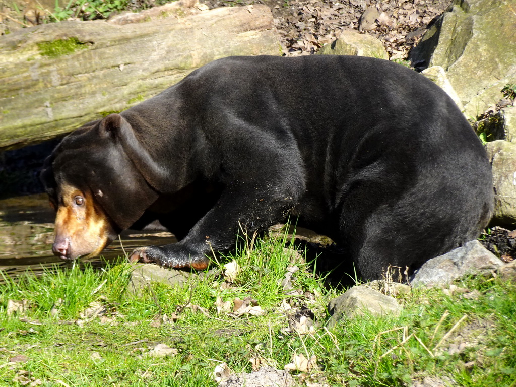 Sun Bear at the Rimba Area of Burgers` Zoo