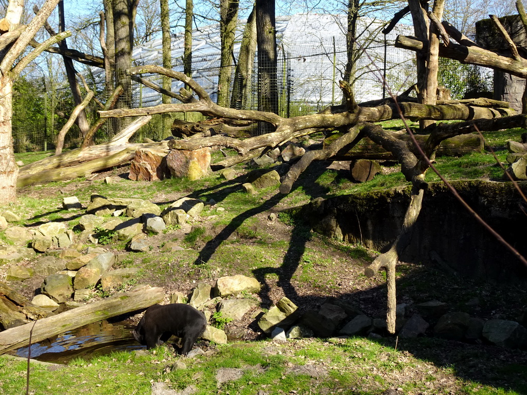 Sun Bear at the Rimba Area of Burgers` Zoo