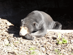 Sun Bear at the Rimba Area of Burgers` Zoo