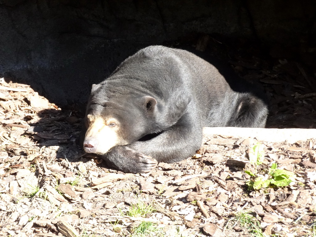 Sun Bear at the Rimba Area of Burgers` Zoo