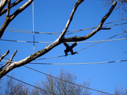 Siamang at the Rimba Area of Burgers` Zoo