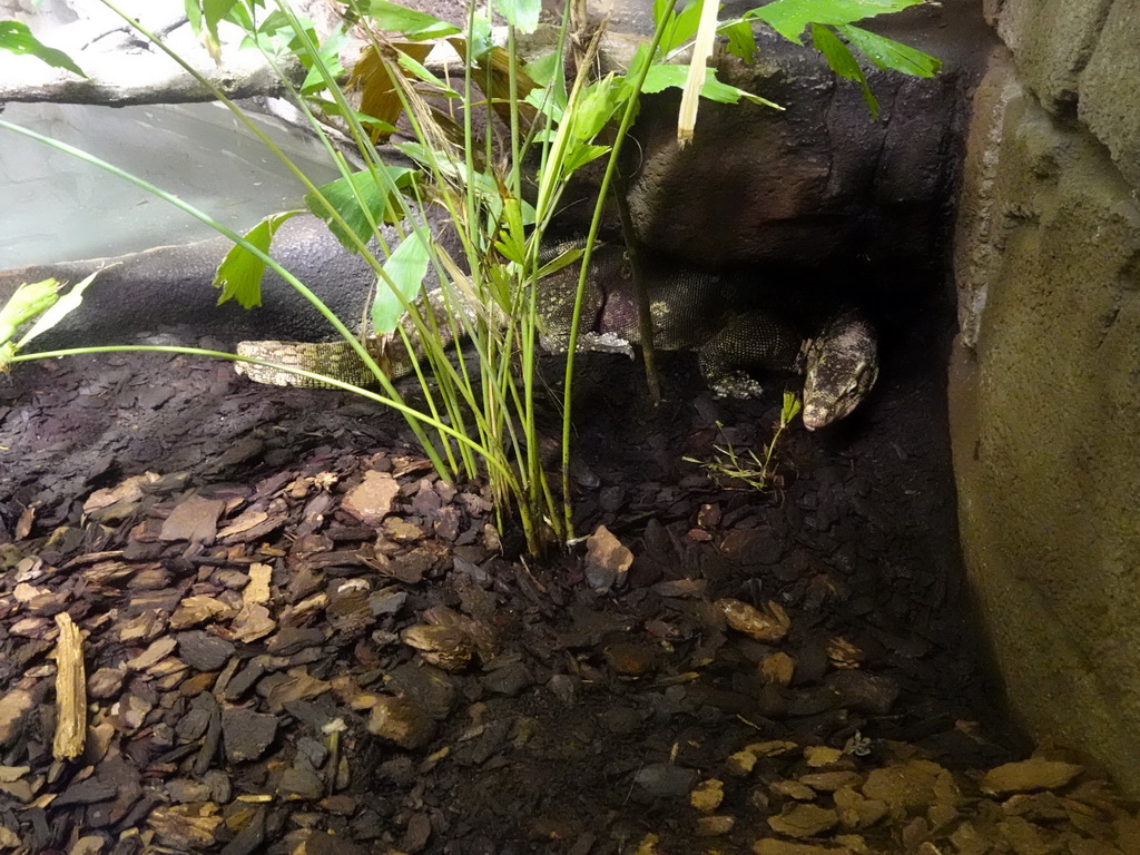 Asian Water Monitor at the Rimba Area of Burgers` Zoo