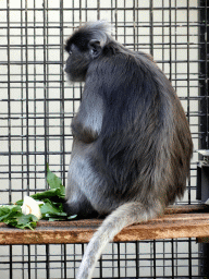 Southern Pig-tailed Macaque at the Rimba Area of Burgers` Zoo