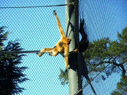 Yellow-cheeked Gibbons at the Rimba Area of Burgers` Zoo