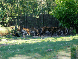 Sumatran Tigers at the Rimba Area of Burgers` Zoo