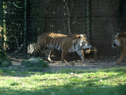 Sumatran Tigers at the Rimba Area of Burgers` Zoo