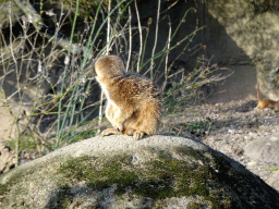 Meerkat at the Park Area of Burgers` Zoo