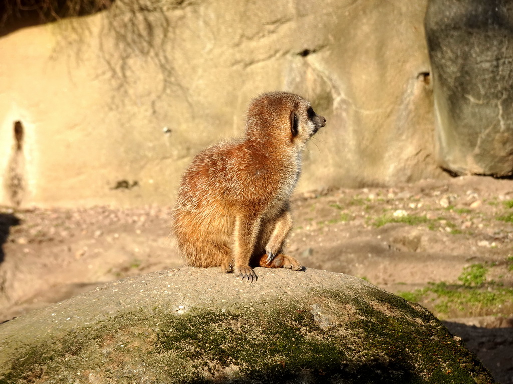 Meerkat at the Park Area of Burgers` Zoo