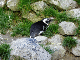 African Penguin at the Park Area of Burgers` Zoo