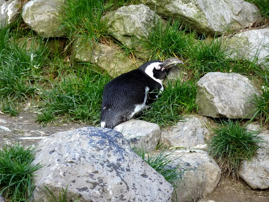 African Penguin at the Park Area of Burgers` Zoo