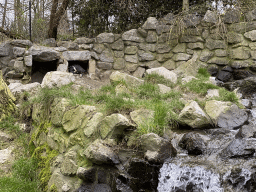 African Penguins at the Park Area of Burgers` Zoo