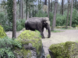 Asian Elephant at the Park Area of Burgers` Zoo