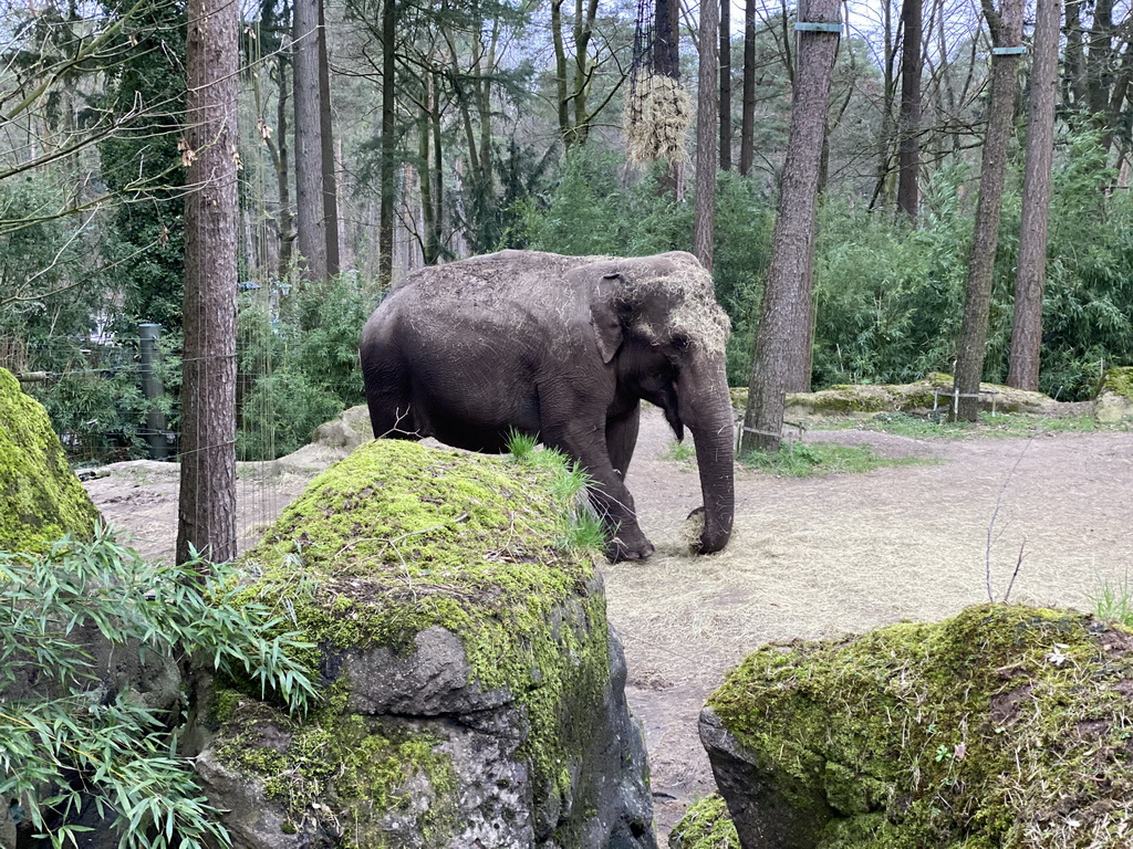 Asian Elephant at the Park Area of Burgers` Zoo