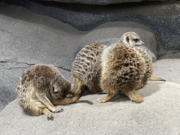 Meerkats at the Park Area of Burgers` Zoo