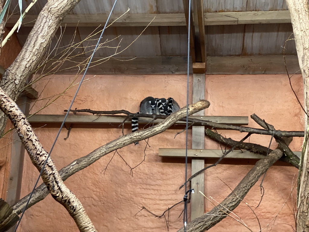 Ring-tailed Lemurs at the Park Area of Burgers` Zoo