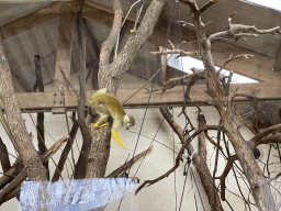 Squirrel Monkey at the Park Area of Burgers` Zoo