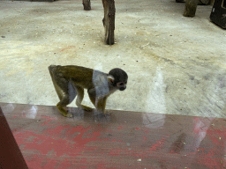 Squirrel Monkey at the Park Area of Burgers` Zoo