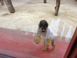 Squirrel Monkey at the Park Area of Burgers` Zoo