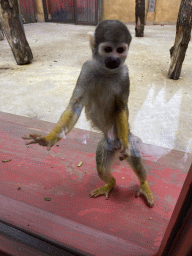 Squirrel Monkey at the Park Area of Burgers` Zoo