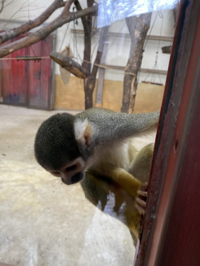 Squirrel Monkey at the Park Area of Burgers` Zoo