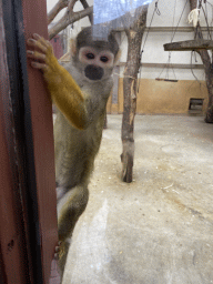 Squirrel Monkey at the Park Area of Burgers` Zoo