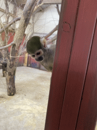 Squirrel Monkey at the Park Area of Burgers` Zoo