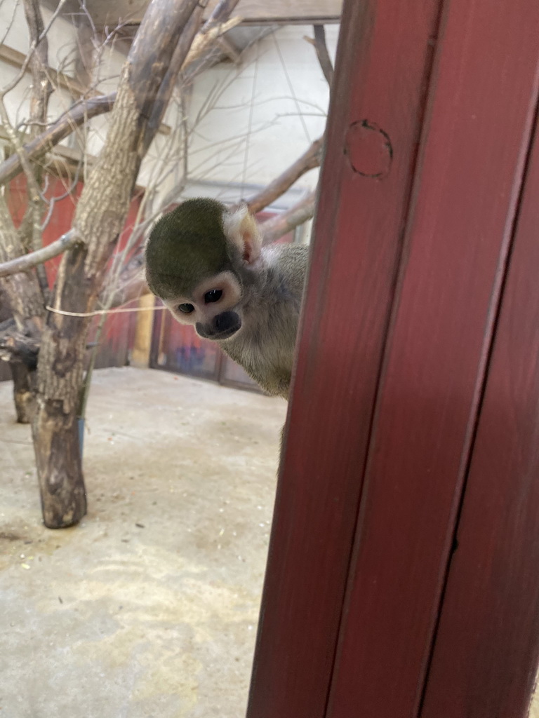 Squirrel Monkey at the Park Area of Burgers` Zoo