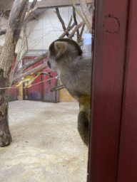 Squirrel Monkeys at the Park Area of Burgers` Zoo