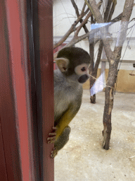 Squirrel Monkey at the Park Area of Burgers` Zoo