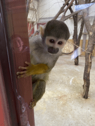 Squirrel Monkey at the Park Area of Burgers` Zoo