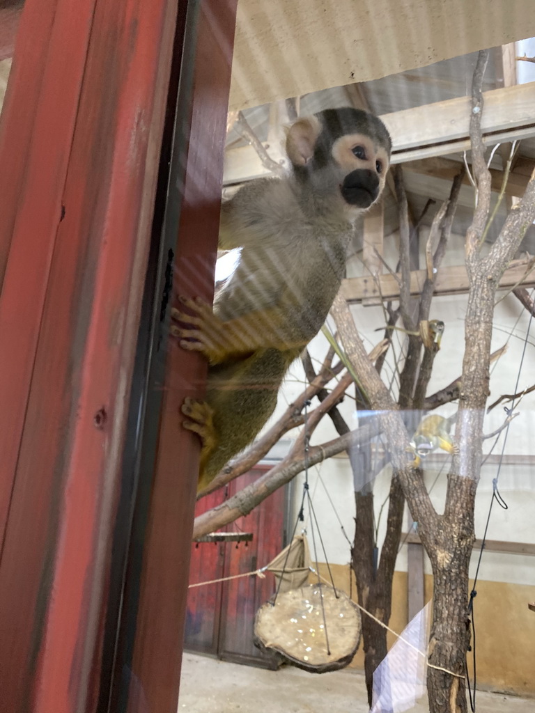 Squirrel Monkeys at the Park Area of Burgers` Zoo