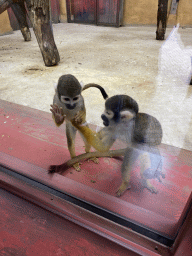 Squirrel Monkeys at the Park Area of Burgers` Zoo