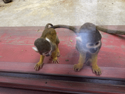 Squirrel Monkeys at the Park Area of Burgers` Zoo