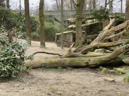 Sri Lankan Leopard at the Park Area of Burgers` Zoo