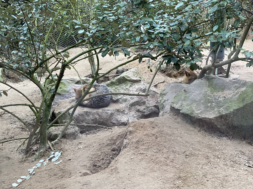 Golden Jackals at the Park Area of Burgers` Zoo