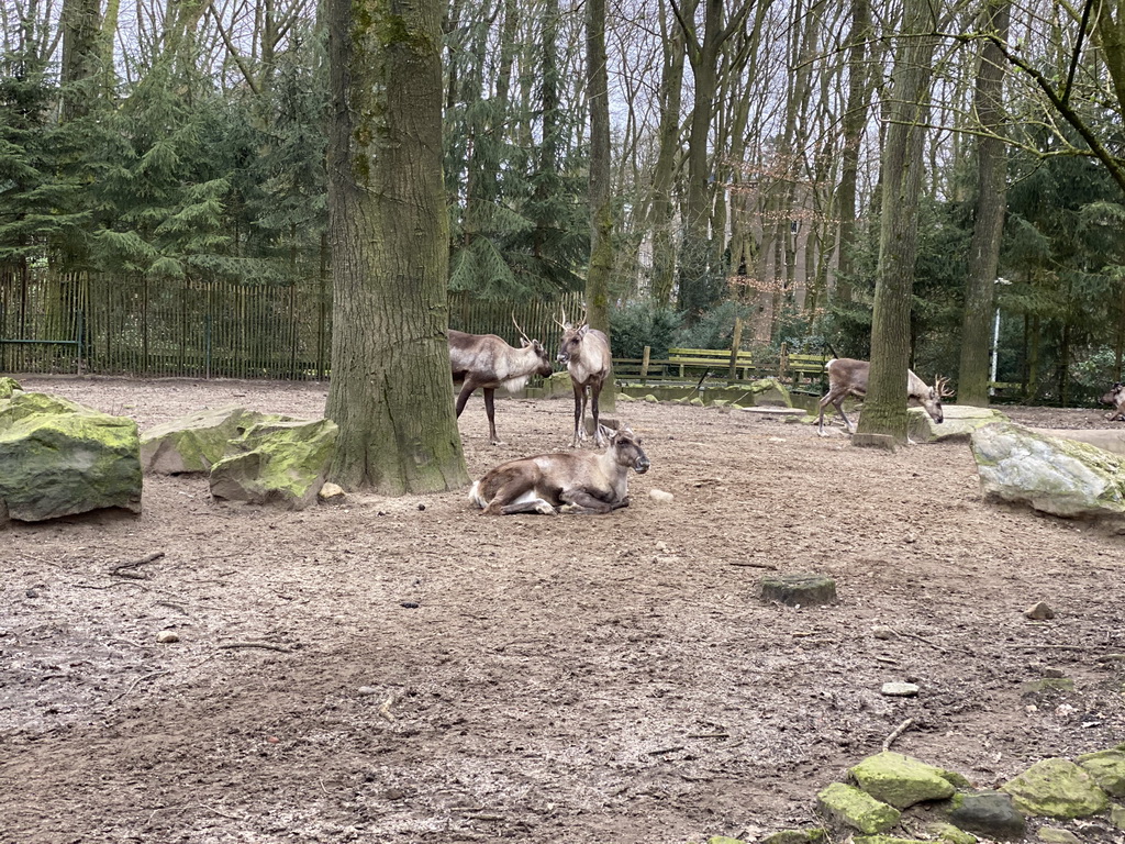 Finnish Forest Reindeer at the Park Area of Burgers` Zoo