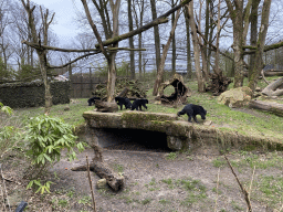 Sun Bears at the Rimba Area of Burgers` Zoo