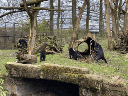 Sun Bears at the Rimba Area of Burgers` Zoo