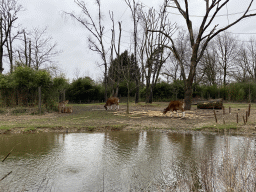 Bantengs at the Rimba Area of Burgers` Zoo