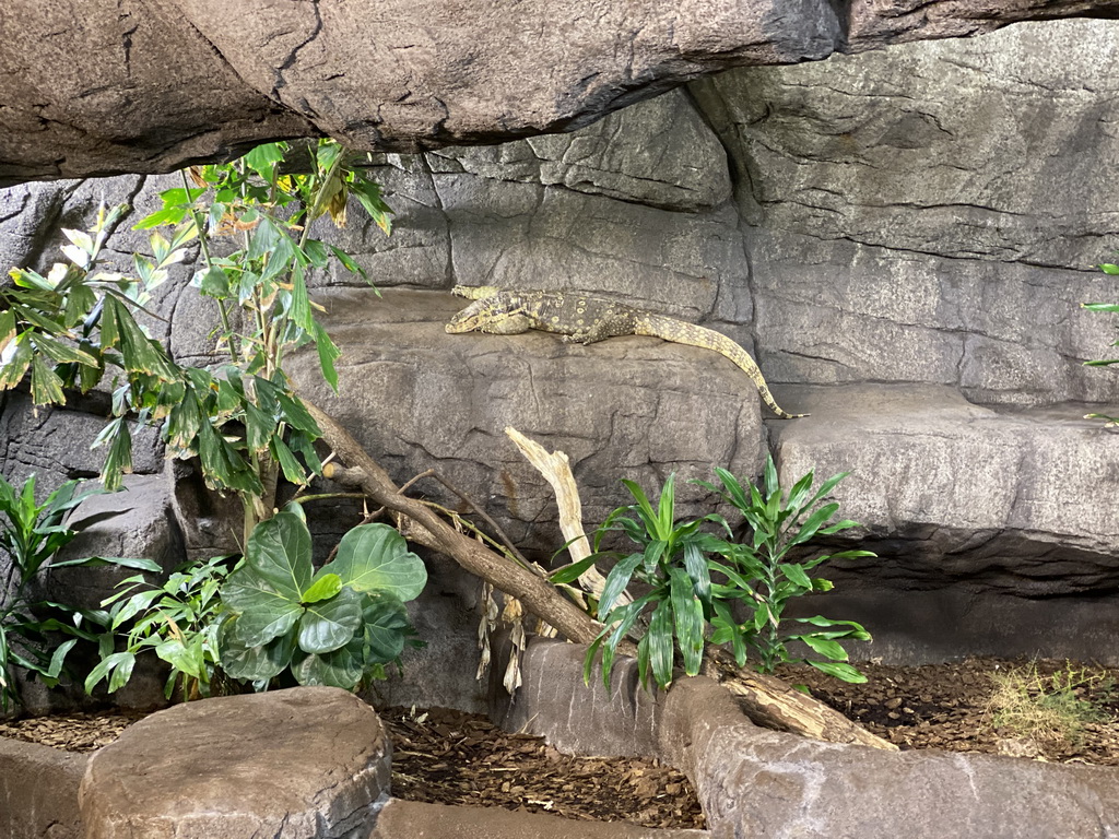 Asian Water Monitor at the Rimba Area of Burgers` Zoo