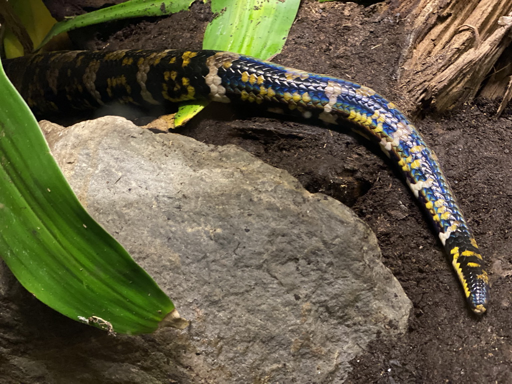 Reticulated Python at the Rimba Area of Burgers` Zoo