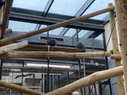 Dusky Leaf-Monkeys at the Rimba Area of Burgers` Zoo