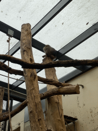 Dusky Leaf-Monkey at the Rimba Area of Burgers` Zoo