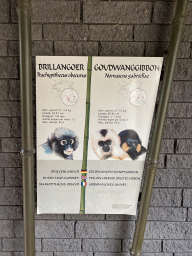 Explanation on the Dusky Leaf-Monkey and the Yellow-Cheeked Crested Gibbon at the Rimba Area of Burgers` Zoo