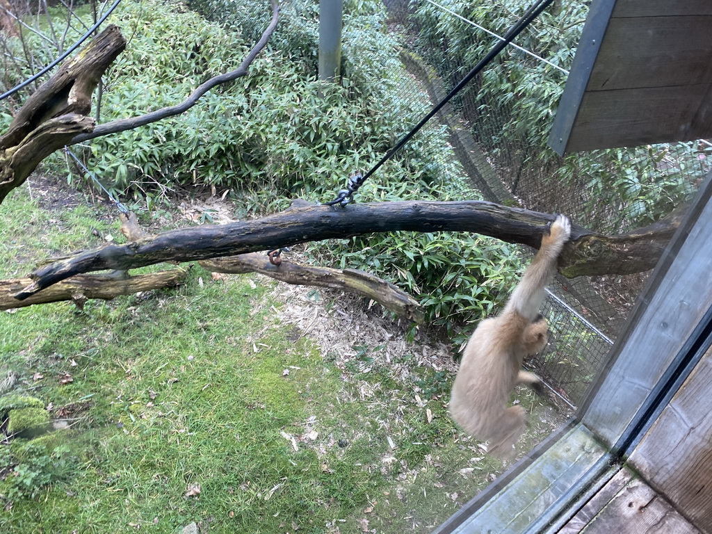 Yellow-Cheeked Crested Gibbon at the Rimba Area of Burgers` Zoo