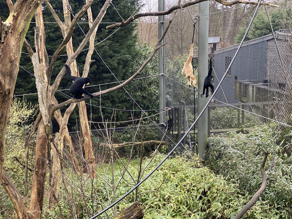 Yellow-Cheeked Crested Gibbons at the Rimba Area of Burgers` Zoo