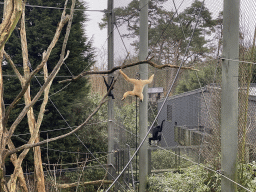 Yellow-Cheeked Crested Gibbons at the Rimba Area of Burgers` Zoo