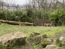 Sumatran Tigers at the Rimba Area of Burgers` Zoo