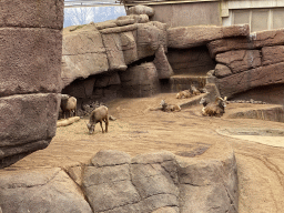 Bighorn Sheep at the Desert Hall of Burgers` Zoo